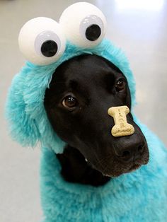 a black dog wearing a blue costume with googly eyes and a bone in it's mouth