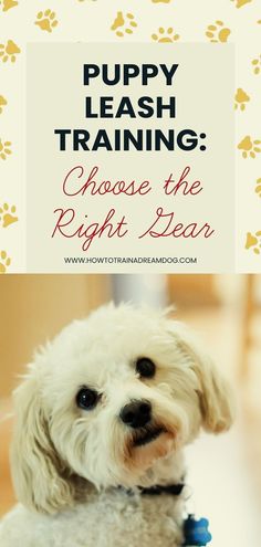 a white dog sitting on top of a wooden floor next to a sign that says puppy leash training choose the right gear