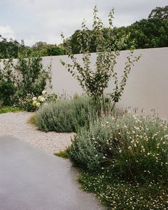 an outdoor garden with gravel and flowers in the foreground, next to a concrete wall