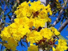 the yellow flowers are blooming on the tree