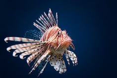 a close up of a lion fish on a dark blue background with the light reflecting off it's back end