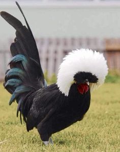 a black and white rooster standing in the grass