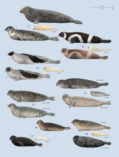 the different types of sea animals are shown in this image, including seals and sealions