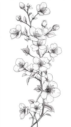 Cherry Blossom Tree Tattoo Stencil, Flower Silhouette Templates, Japanese Cherry Blossom Tattoo Back, Cherry Blossom Tattoo Black And White, Cherry Blossom Branch Drawing, Cherry Blossom Line Drawing, Armband Tattoo Stencil, Dogwood Flower Drawing, Things With White Background