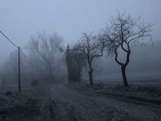 a foggy road with trees and telephone poles on either side in the middle of nowhere