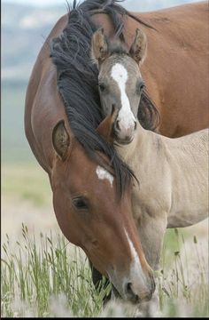 two horses standing next to each other on a field