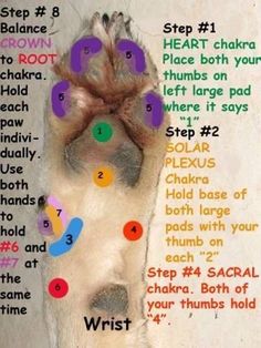 an animal's paw and foot with instructions on how to use it