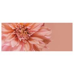 an orange and pink flower on a white background