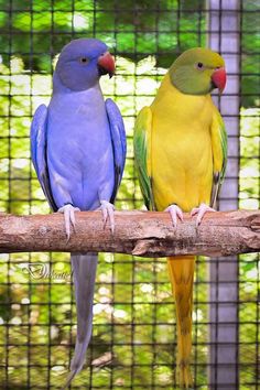 two colorful birds sitting on a branch in front of a cage