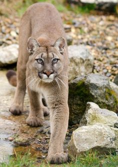 a close up of a cat walking on rocks near water