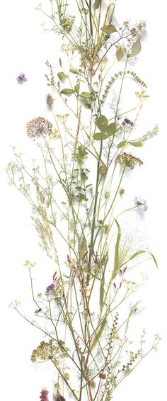 an arrangement of wildflowers on a white background