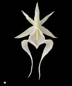 a white flower on a black background with the petals still attached to it's stems