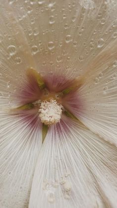 the inside of a white flower with drops of water on it