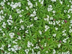 some white flowers and green leaves in the grass