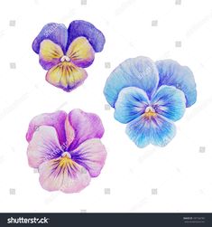 three different colored pansies on a white background stock photo image and royalty photography flower illustration, botanical flowers, watercolor paintings, painting techniques, art, color mixing, person, purple, the incredible, blue sky, plant, colorful, shades, wallpaper