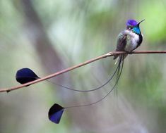 a small bird sitting on top of a branch