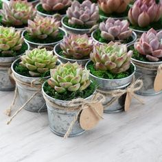 small potted succulents with tags tied to them