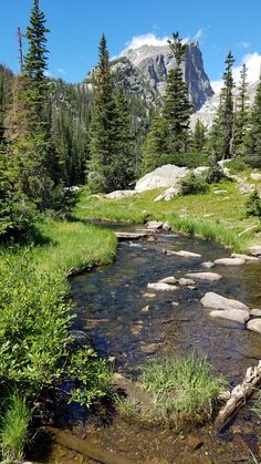 a small stream running through a forest filled with tall pine trees next to a mountain