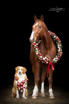 a brown horse standing next to a white and brown dog in front of a black background