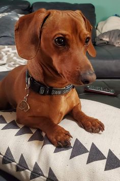 a brown dog sitting on top of a pillow