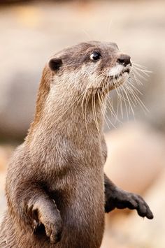 an otter is standing on its hind legs