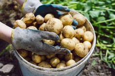 a bucket full of potatoes being held by someone with gardening gloves and rubber gloves on