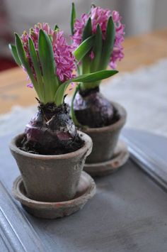 two potted plants with pink flowers in them