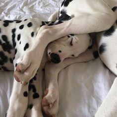 a dalmatian dog laying on top of a bed covered in white sheets and black spots