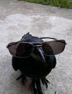 a black bird with sunglasses on it's head