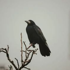 a black bird sitting on top of a tree branch in front of a gray sky