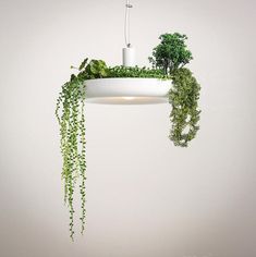 a plant hanging from a ceiling lamp with plants growing out of the light fixture below