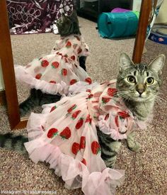 a cat wearing a dress with strawberries on it is standing in front of a mirror