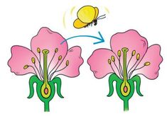 two pink flowers with green stems and a yellow bee flying over them on top of each other