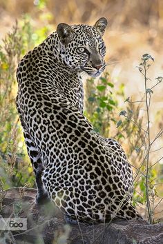 a large leopard sitting on top of a rock