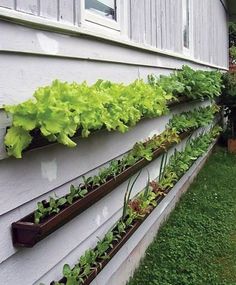 an outdoor vegetable garden is growing on the side of a house, and it's very easy to grow