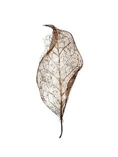 a dried leaf on a white background