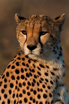 a cheetah sitting on the ground with it's head turned towards the camera