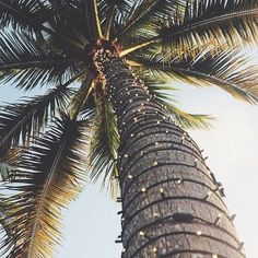 looking up at the top of a palm tree