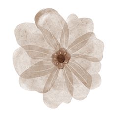 a white flower on a white background