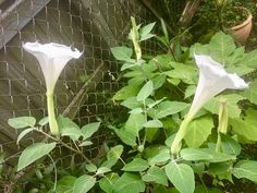 two white flowers are blooming on the vine next to a chain - link fence