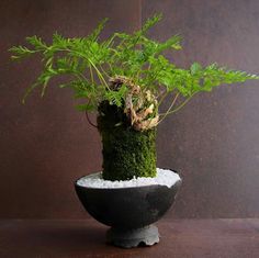 a potted plant with moss growing out of it's top in a bowl