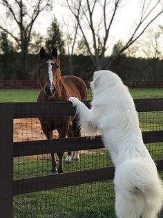 a large white dog standing on its hind legs next to a brown horse