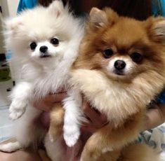 two pomeranian puppies are being held in the arms of someone's hand while they look at the camera