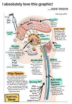 Neuro Science, Brain Anatomy And Function, Punkty Spustowe, Polyvagal Theory, Nervus Vagus, Dbt Therapy, Nurse Study, Psychology Studies