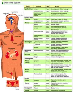 an image of the endocine system and its corresponding functions in human body diagram