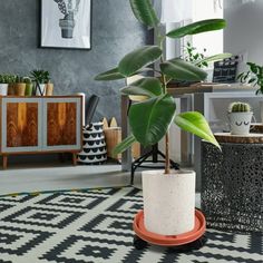 a potted plant sitting on top of a black and white rug in a living room