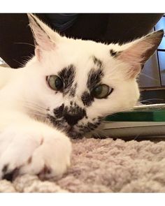 a black and white cat laying on top of a carpet next to a laptop computer