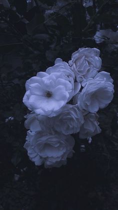 some white flowers that are in the dark