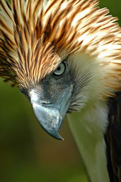 a close up of a bird with an odd look on it's face