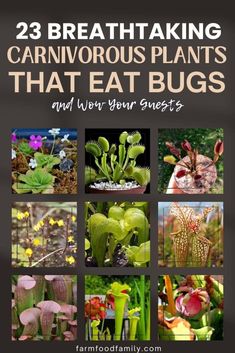 the cover of 23 breathtaking carnivorous plants that eat bugs